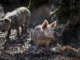Shpërthejnë “Ethet e derrave”, Spanja bllokon një të tretën e certifikatave të eksportit të mishit në botë!