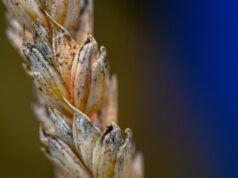 Çfarë është fusarium graminearum, kërpudha që shkencëtarja kineze u përpoq ta fuste fshehurazi në SHBA