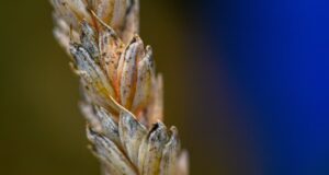 Çfarë është fusarium graminearum, kërpudha që shkencëtarja kineze u përpoq ta fuste fshehurazi në SHBA