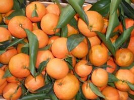700 kg mandarina të kontaminuara shpërndahen në Tiranë. ‘Dorëzohet’ AKU, produkti nuk ka origjinë
