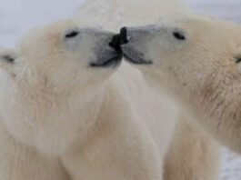 Studimi zbulon: ADN-ja e arinjve polarë po ndryshon për t’u përshtatur me ngrohjen globale