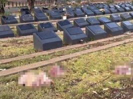 S’ka paqe për Australinë! Sulm vandal në varrezat myslimane, gjenden koka të prera…