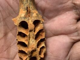 Zbulim i mahnitshëm: Bletët ngritën folenë në dhëmbët e kafshëve të zhdukura