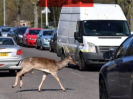 Pse Britania ka problem me drerë duke lënë dëme që kushtojnë miliona