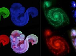 NASA dhe Nikon krahasojnë universin me jetën mikroskopike