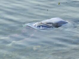 E rëndë/ Gjendet e mbytur një grua shtatzënë në lumë, ja çfarë dyshohet