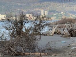 Stuhitë detare rrëzojnë pishat dhe bashkojnë detin me lagunën/ Erozioni detar, ‘përpin’ bregdetin e Kunës në Lezhë