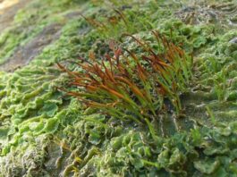 Sipërmarrësi që ka sjellë industrinë e mikroalgave në Shqipëri, synon zgjerimin në 100 hektarë