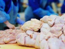 Në pikën kufitare Qafë Thanë është ndaluar importi i mbi 26 tonëve mish pule të ngrirë nga Brazili