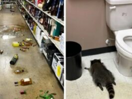 Rakuni i dehur gjendet i shtrirë në një dyqan pijesh alkoolike