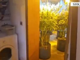 Emri/ Kultivonte bimë narkotike, pranga 22-vjeçarit dhe punonjësit të OSHEE në Velipojë