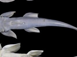 Speciet e reja të peshkut u zbuluan në Xizang të Kinës