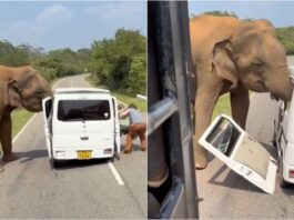 Momente paniku, elefanti sulmon minifurgonin e mbushur me turistë, i shkatërron dyert