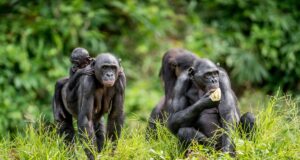 Studimi tregon se bonobot nuk janë aq paqësorë sa mendohej