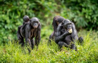 Studimi tregon se bonobot nuk janë aq paqësorë sa mendohej
