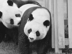 Diplomacia e pandave: Ambasadorët më të lezetshëm në botë