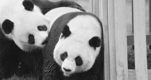 Diplomacia e pandave: Ambasadorët më të lezetshëm në botë