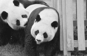 Diplomacia e pandave: Ambasadorët më të lezetshëm në botë